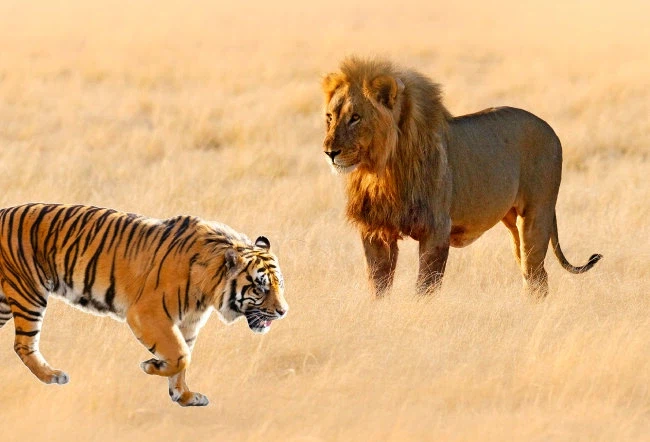 의외로 동물원에서 같이 키워도 큰 트러블 없는 맹수들.jpg_1.webp