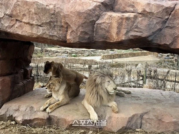 의외로 동물원에서 같이 키워도 큰 트러블 없는 맹수들.jpg_2.webp