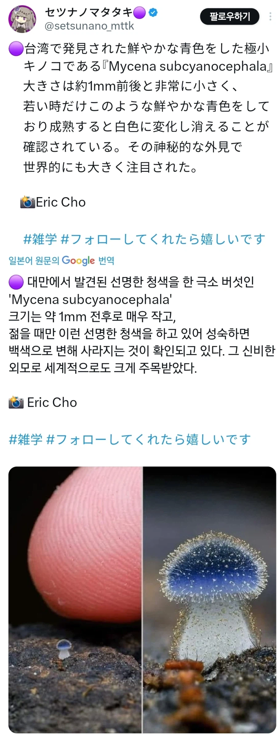 대만에서 발견된 버섯_1.webp