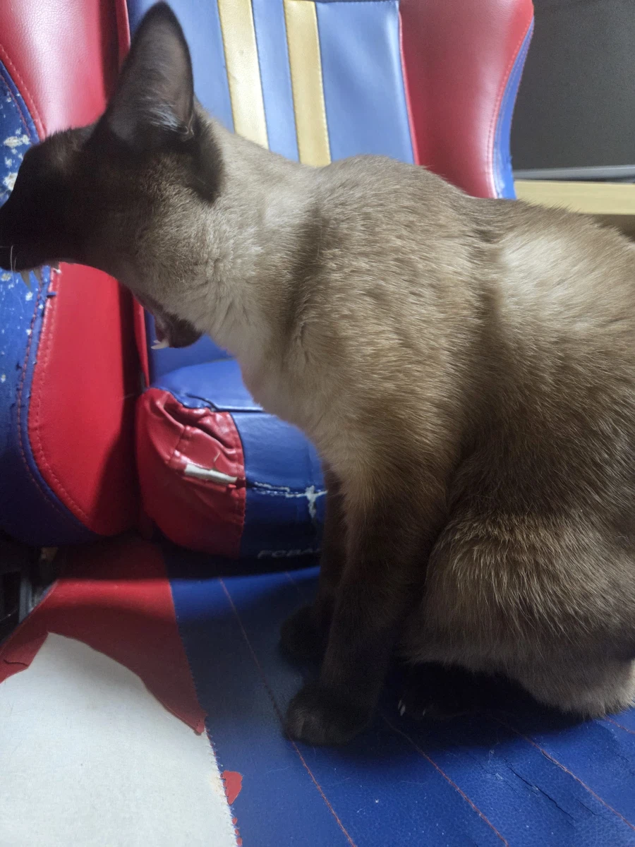 킷사마!!!!!!!!!!!!이런 끔찍한 범죄를 어떻게...._1.webp