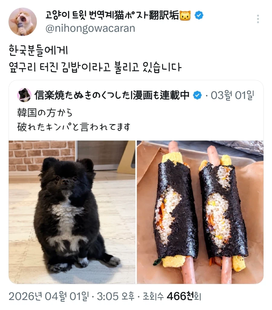 한국인들에게 옆구리 터진 김밥 댕댕이라고 불리는 댕댕이_1.webp