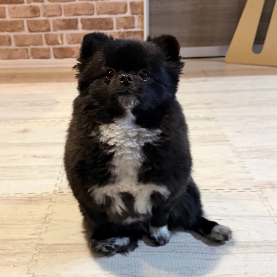 한국인들에게 옆구리 터진 김밥 댕댕이라고 불리는 댕댕이_2.webp