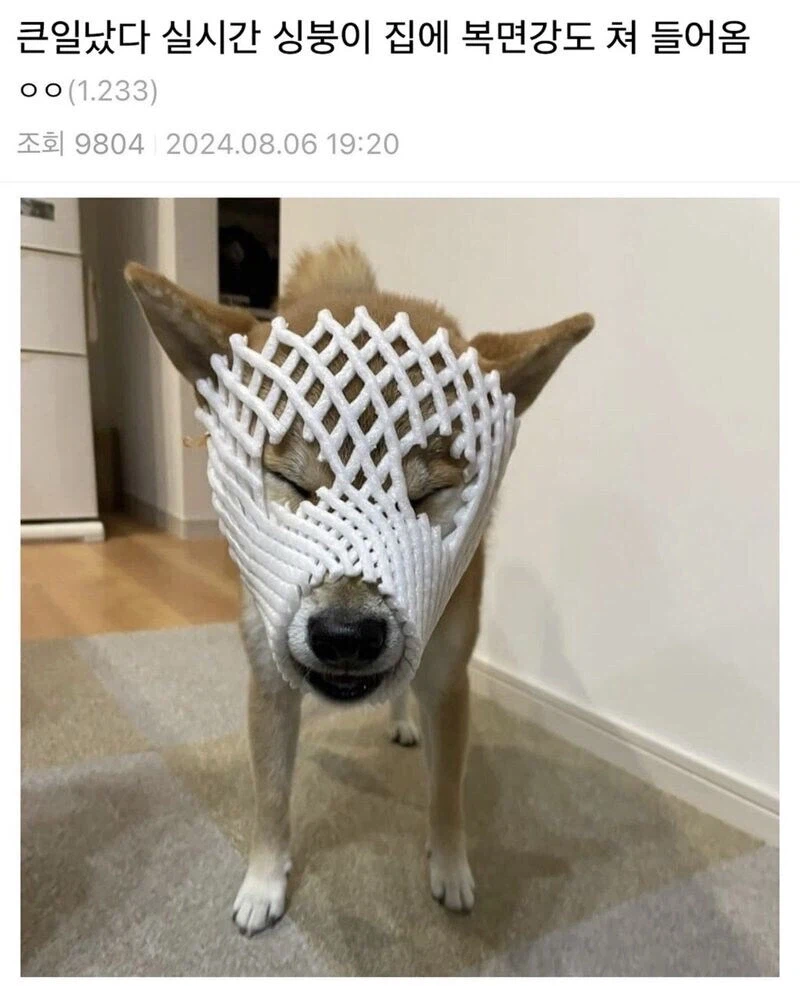 갑자기 우리집에 쳐들어 온 복면 강도.jpg_1.webp