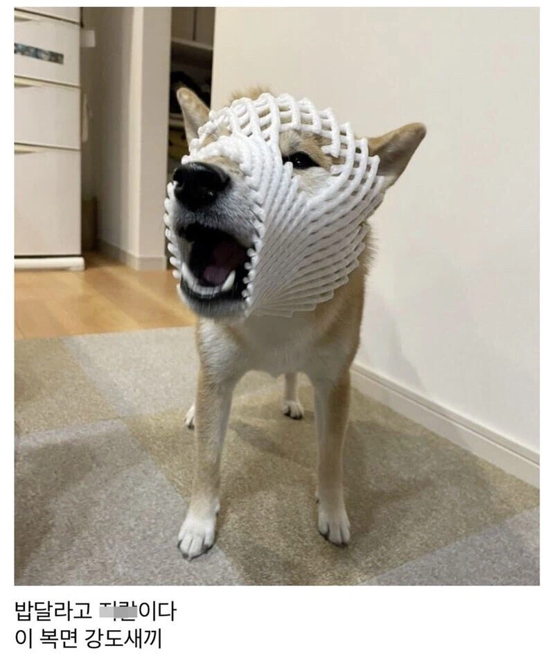 갑자기 우리집에 쳐들어 온 복면 강도.jpg_2.webp