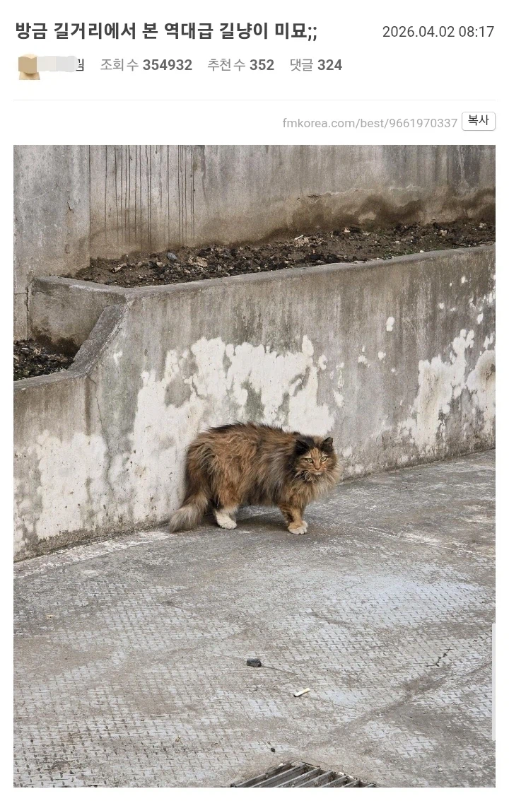 펌) 방금 길거리에서 본 역대급 길냥이 미묘;;_1.webp