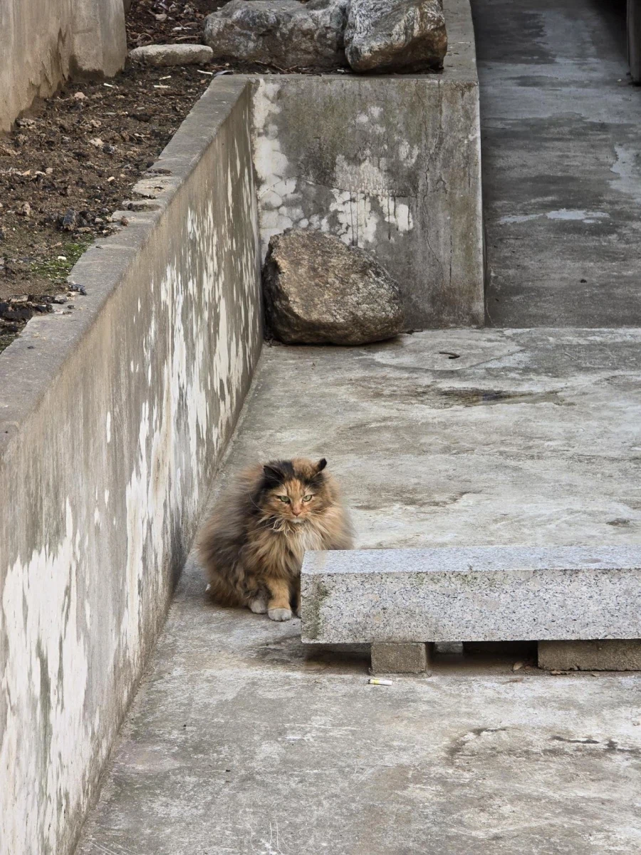 펌) 방금 길거리에서 본 역대급 길냥이 미묘;;_2.webp