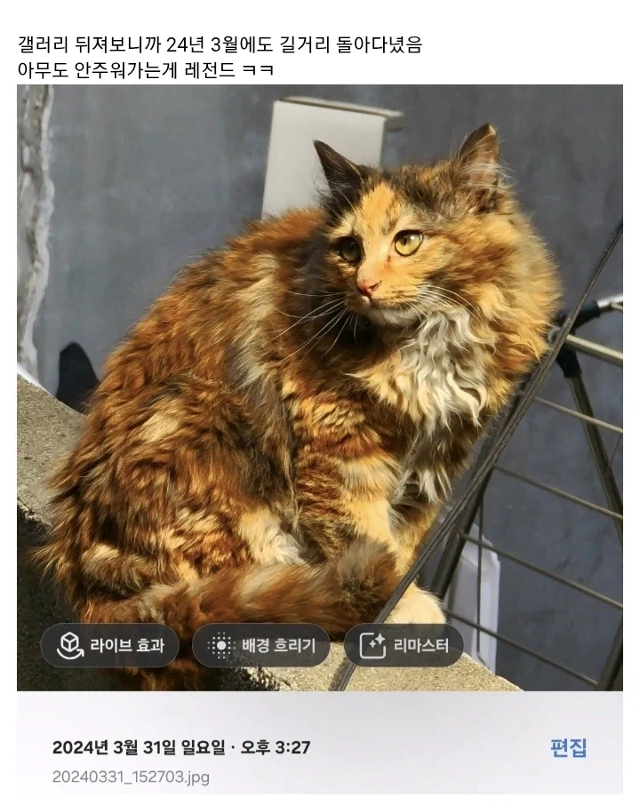 펌) 방금 길거리에서 본 역대급 길냥이 미묘;;_3.webp