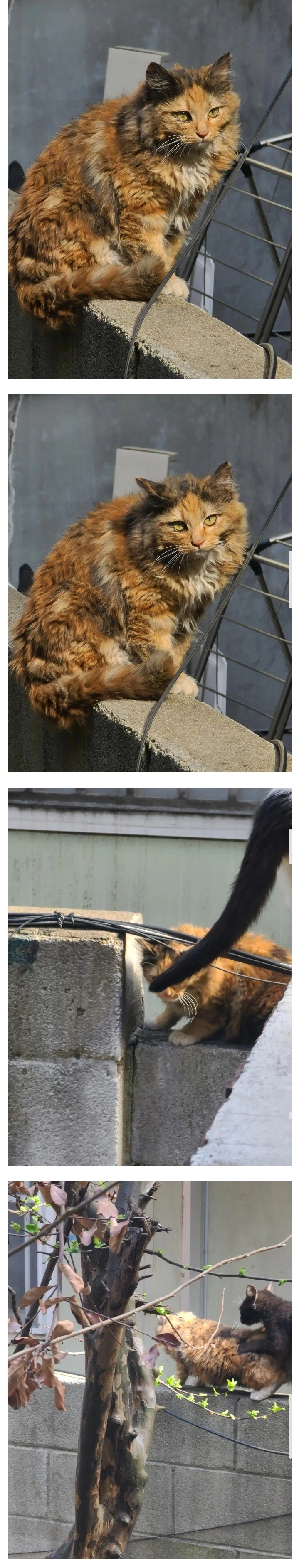 펌) 방금 길거리에서 본 역대급 길냥이 미묘;;_4.webp