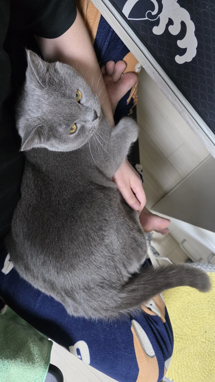 족고수 고양이 봐라_1.webp