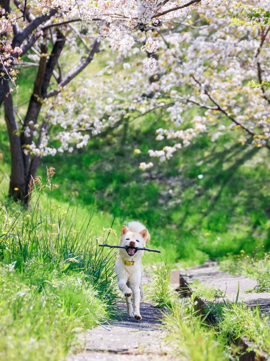 개추다 개추, 개추라고 개추_1.webp
