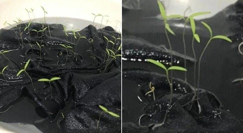 강아지 옷 빨려고 물에 담궈났더니_2.webp