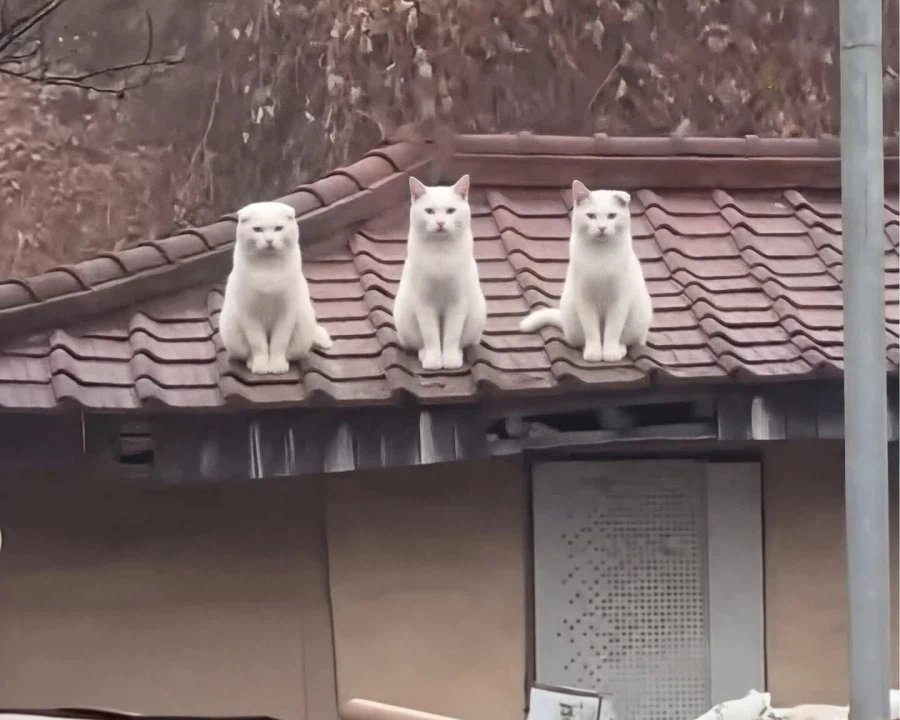 여기까지 오느라 수고했고 이 몸이 신기한거 보여줄께_1.webp