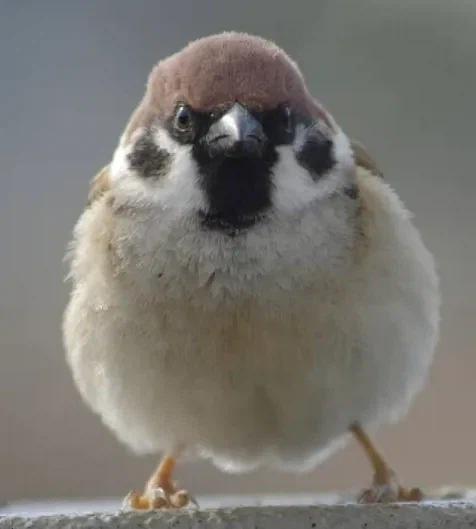 귀여움) 탈피 직전의 참새_1.webp