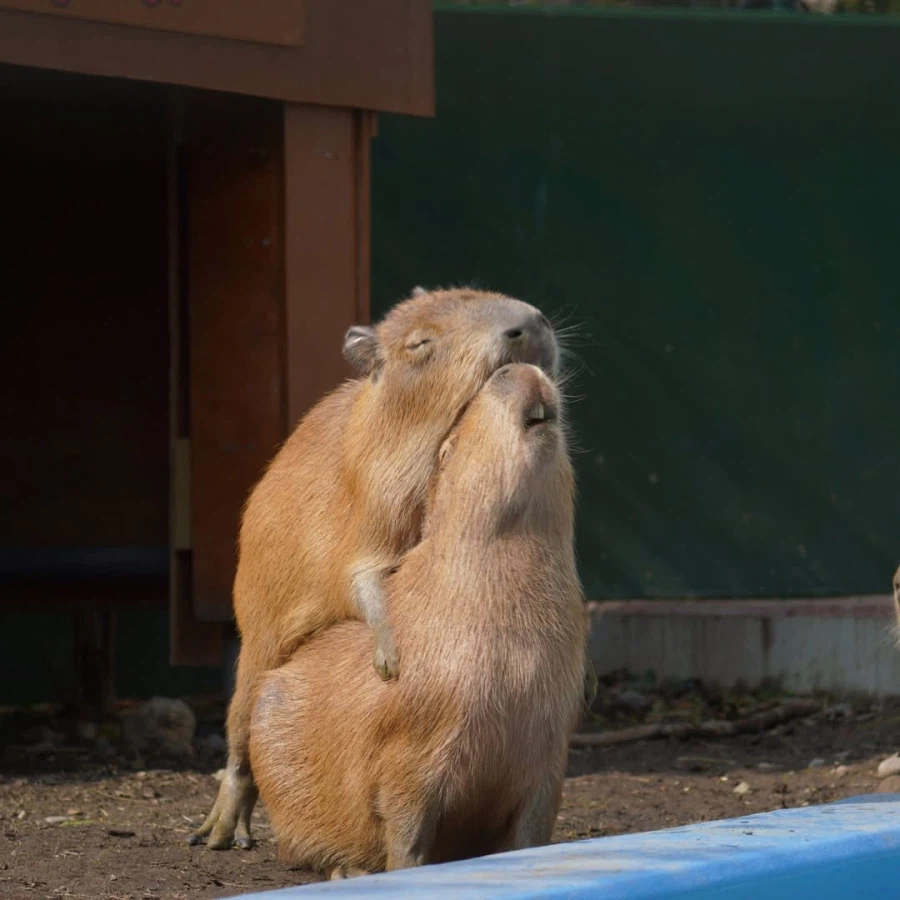 절륜하는 카피바라_1.webp