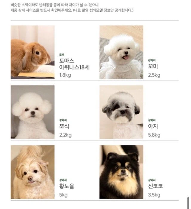 반려동물 옷 쇼핑몰의 모델 소개_1.webp