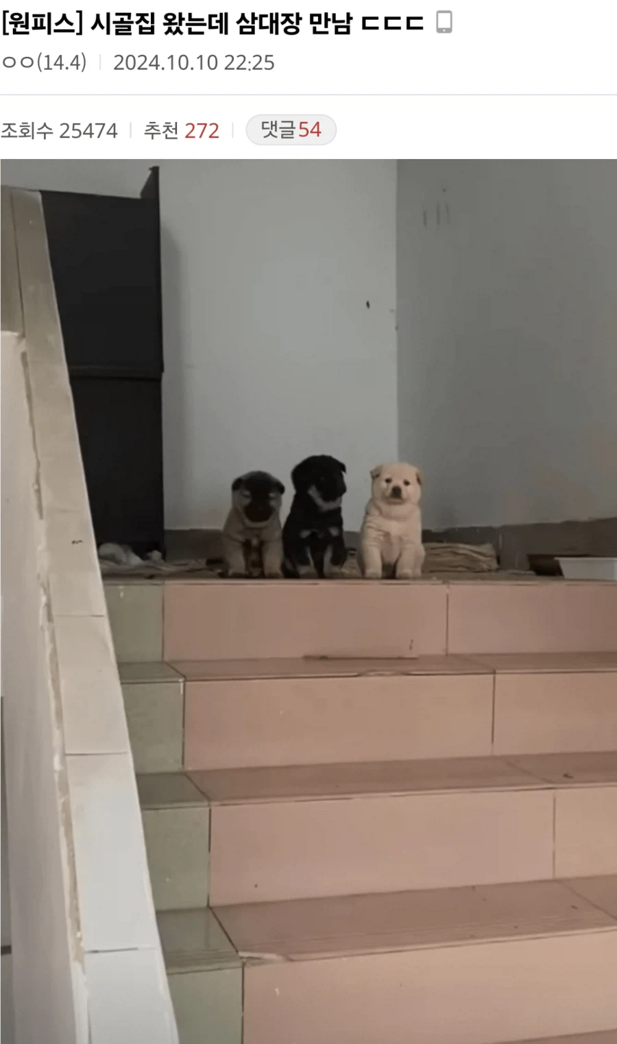 시골집 왔는데 삼대장 만남.jpg_1.webp