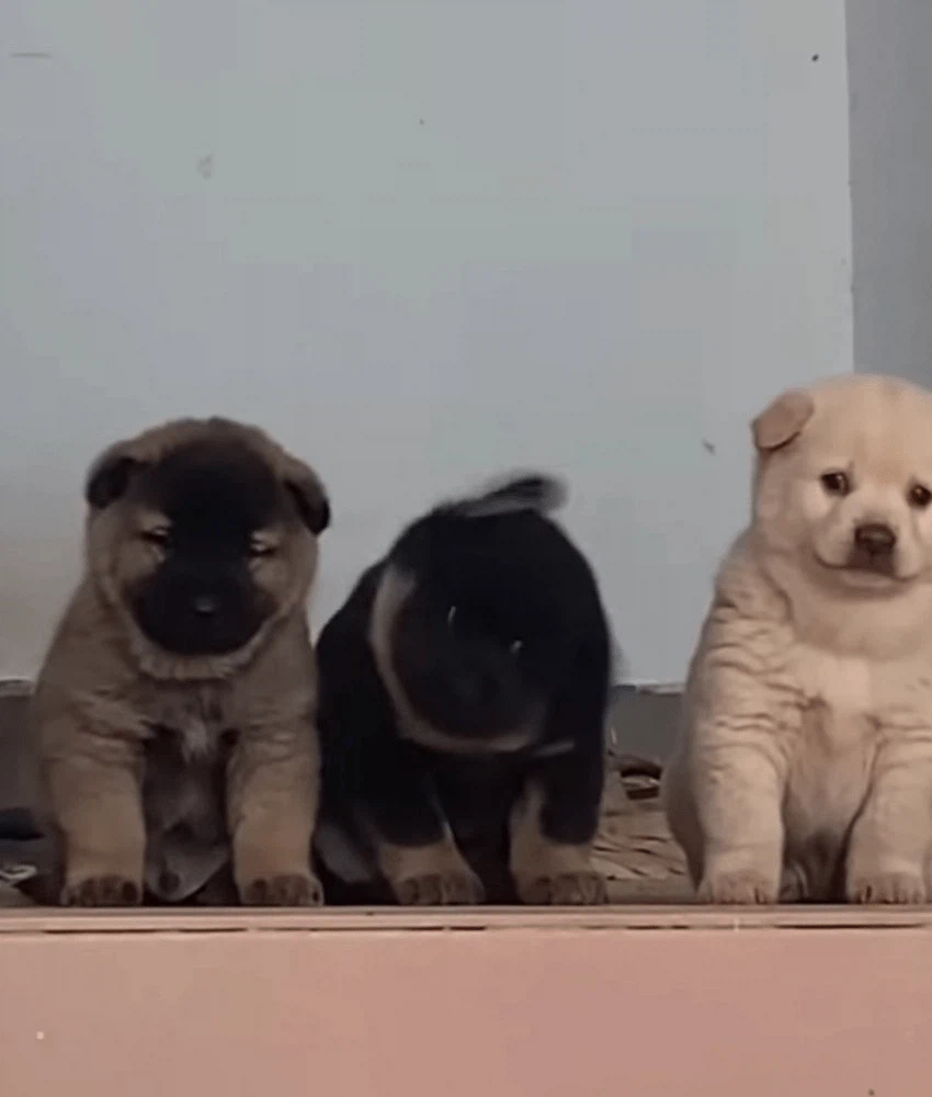 시골집 왔는데 삼대장 만남.jpg_2.webp