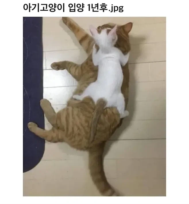 아기고양이 입양 1년 후.jpg_1.webp