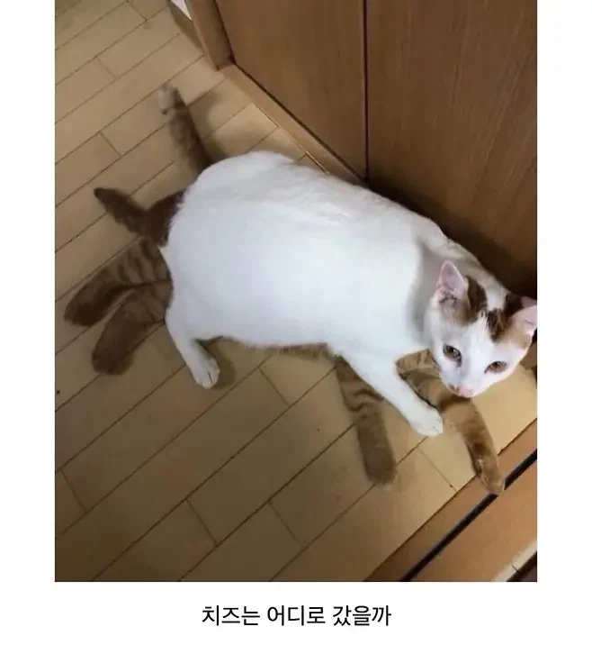 아기고양이 입양 1년 후.jpg_2.webp