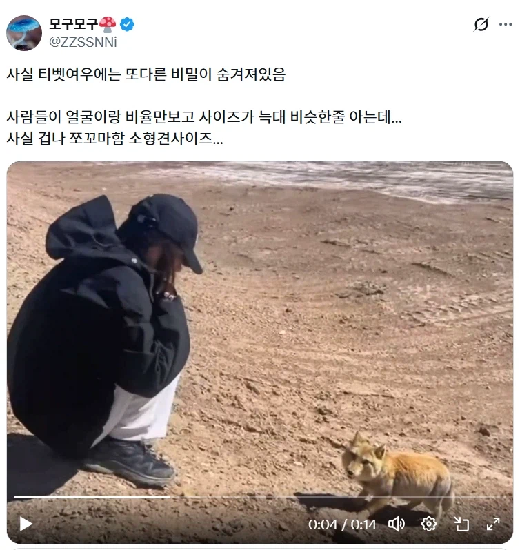 티벳여우 특징_1.webp