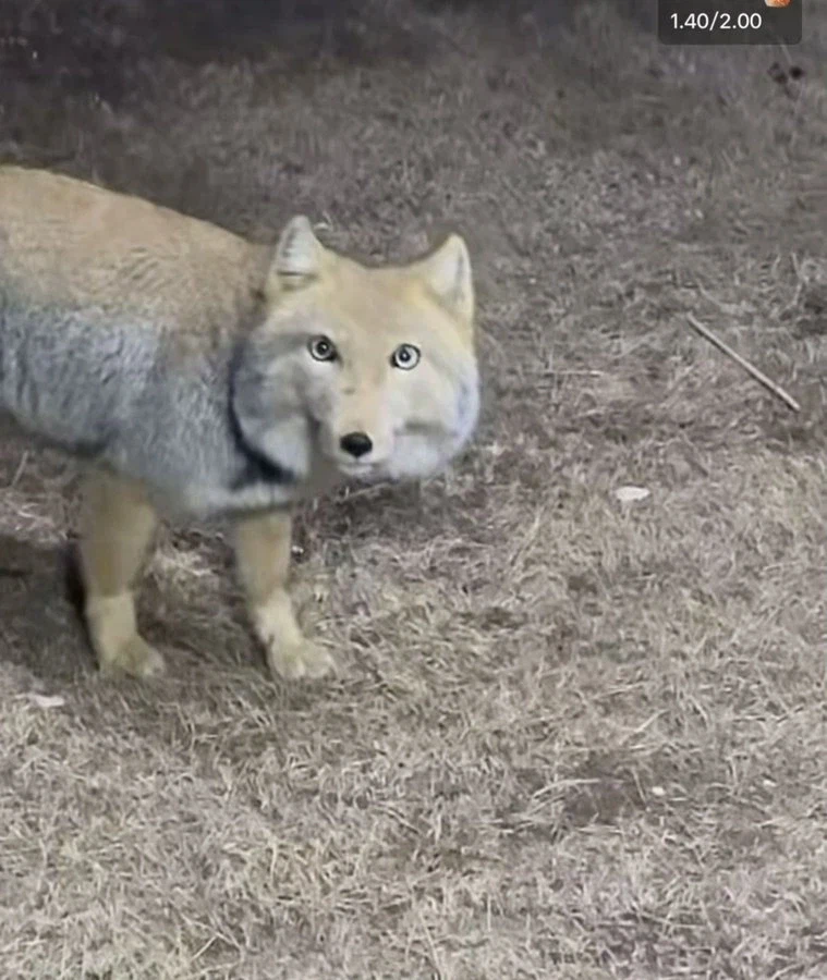 티벳여우 특징_2.webp