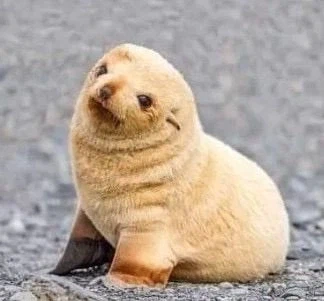 생후 5일 된 아기 물개. jpg_1.webp