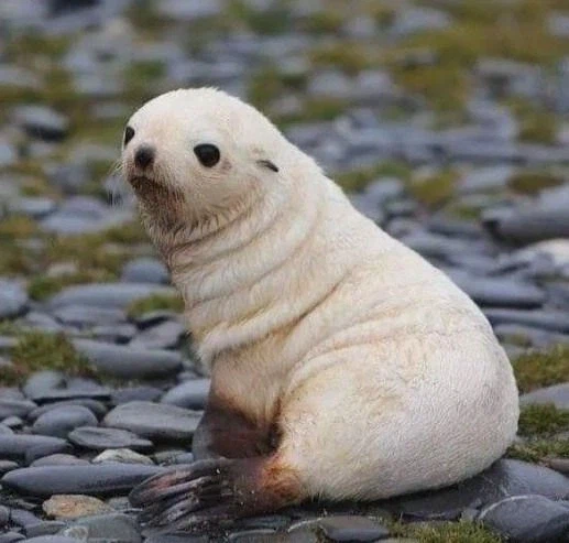 생후 5일 된 아기 물개. jpg_2.webp