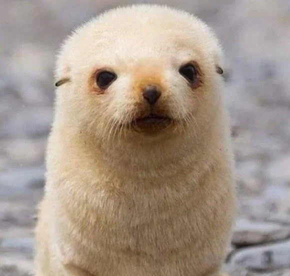 생후 5일 된 아기 물개. jpg_3.webp