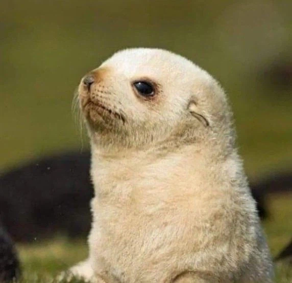 생후 5일 된 아기 물개. jpg_4.webp