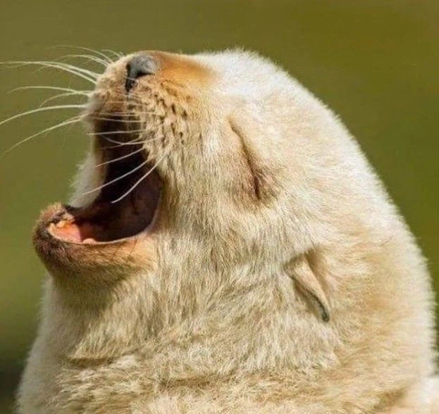 생후 5일 된 아기 물개. jpg_5.webp