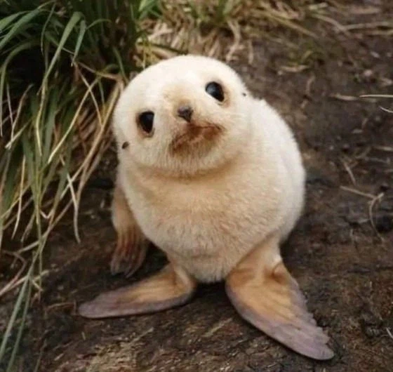 생후 5일 된 아기 물개. jpg_6.webp