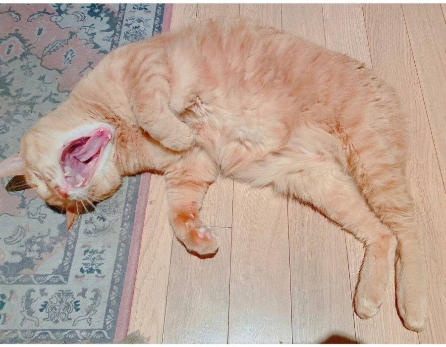 감동감동 동물 확대범_2.webp