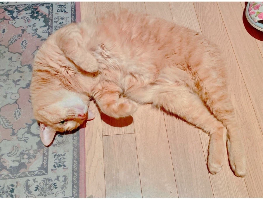 감동감동 동물 확대범_3.webp