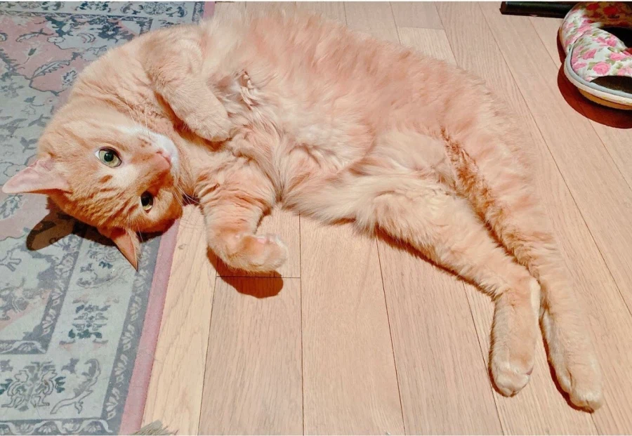 감동감동 동물 확대범_4.webp