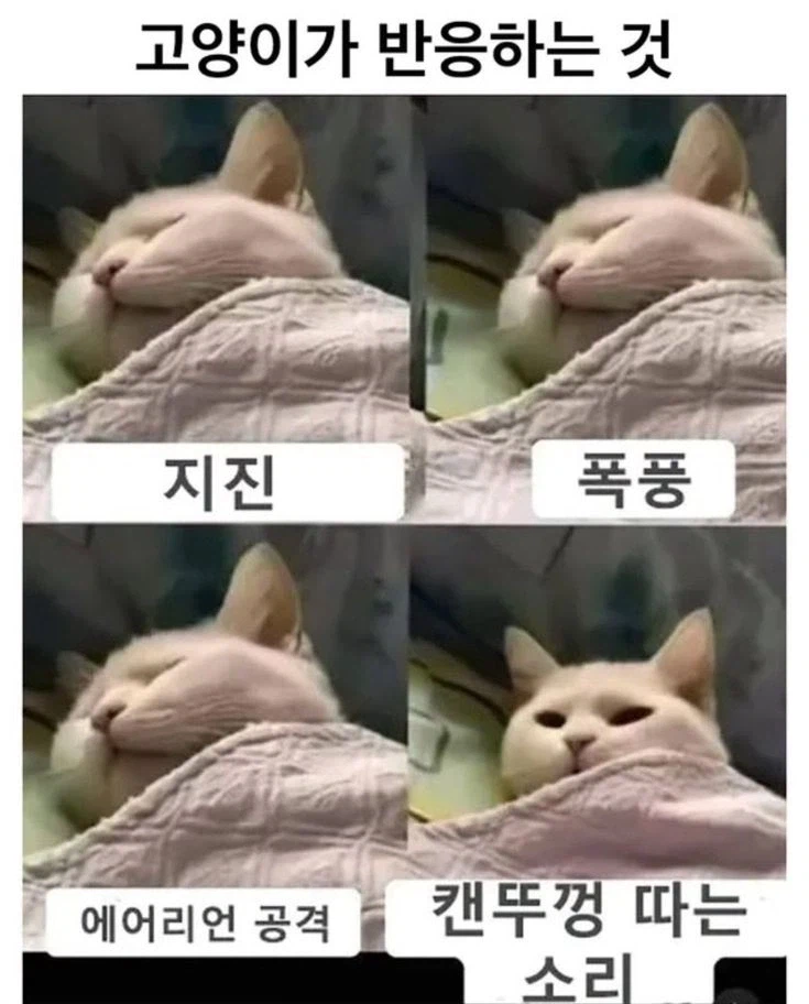 고양이가 반응하는 것_1.webp