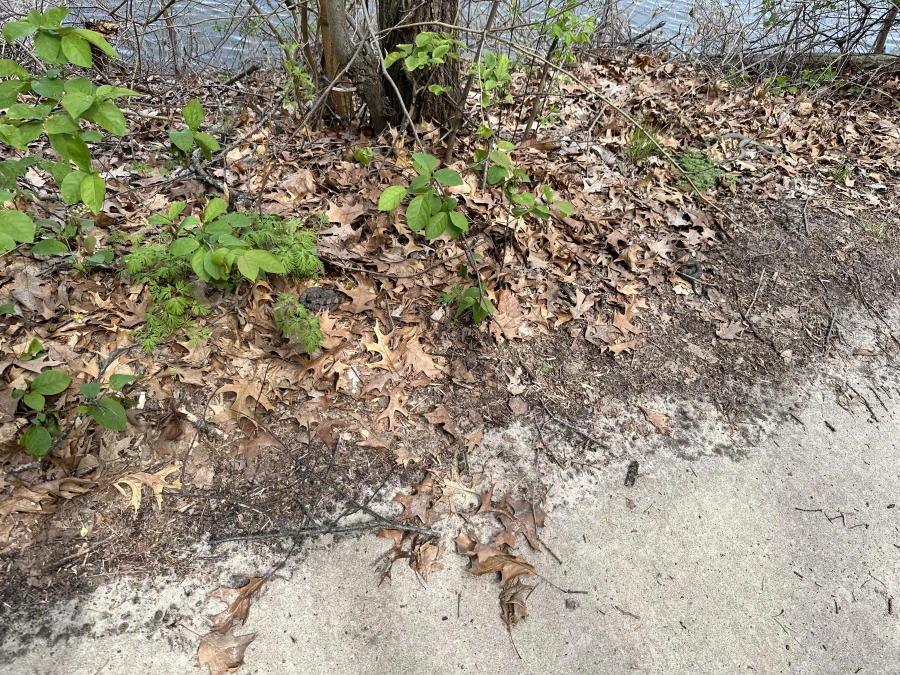 뱀을 찾아야 하는 사진.jpg_1.webp