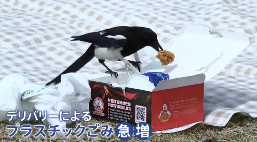 일본뉴스에 한국 벚꽃놀이 뉴스 나오길래 보는데_2.webp