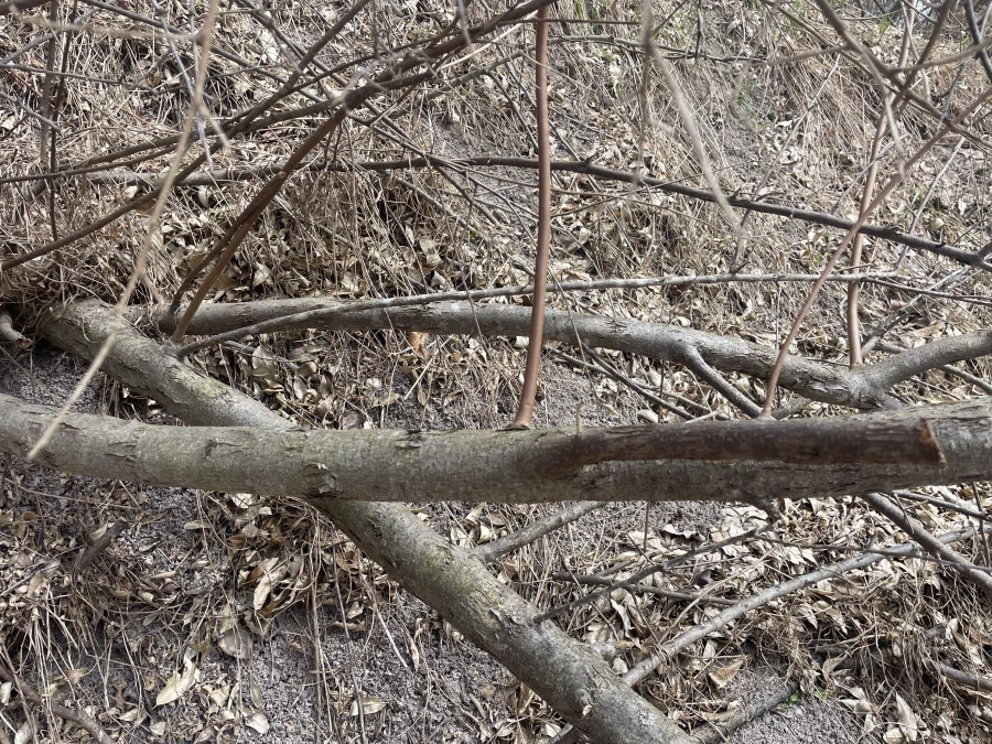 뱀 찾는 사진 무서운점.jpg_1.webp