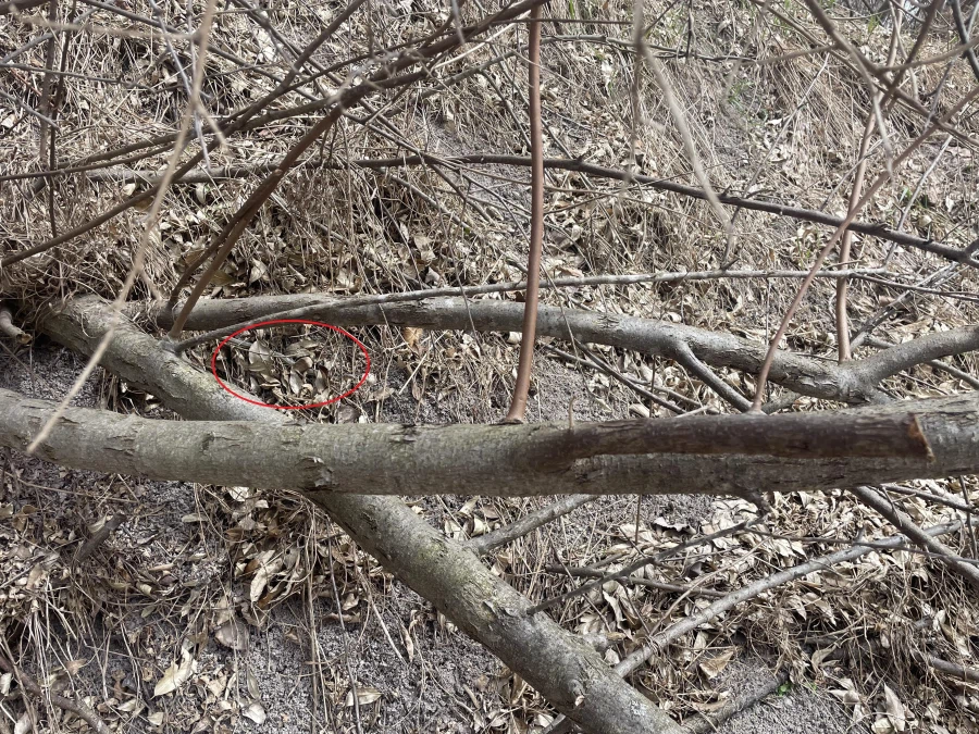 뱀 찾는 사진 무서운점.jpg_2.webp