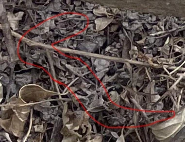 뱀 찾는 사진 무서운점.jpg_3.webp