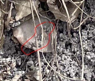 뱀 찾는 사진 무서운점.jpg_4.webp