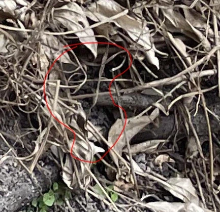 뱀 찾는 사진 무서운점.jpg_5.webp