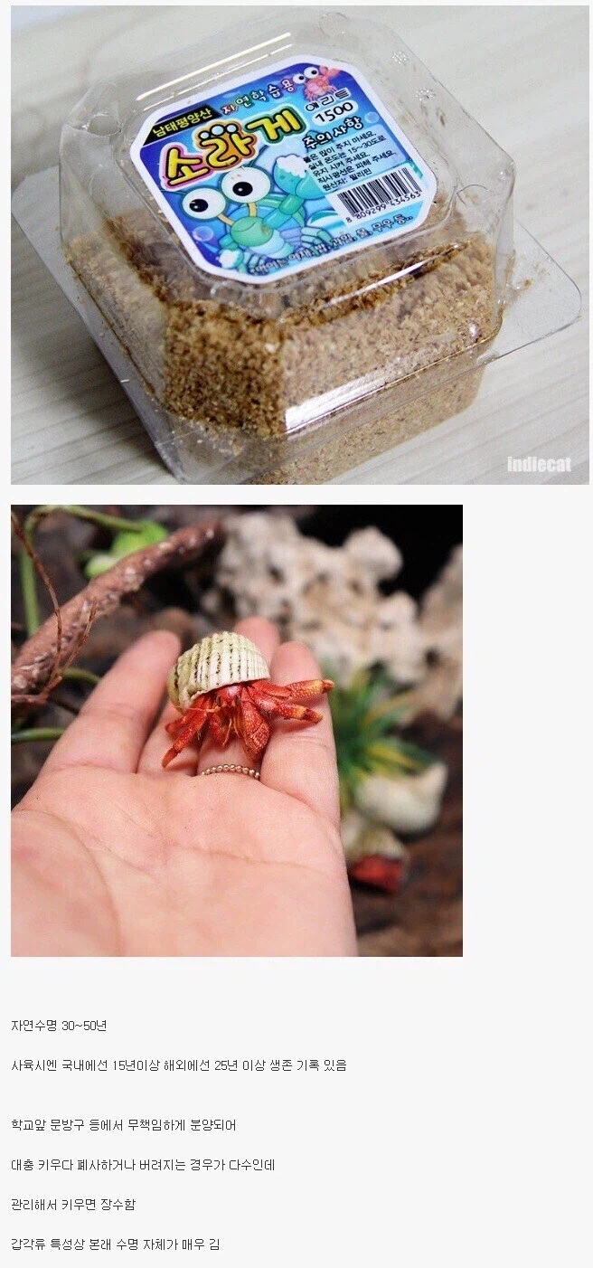 의외로 수명이 긴 애완동물.jpg_1.webp