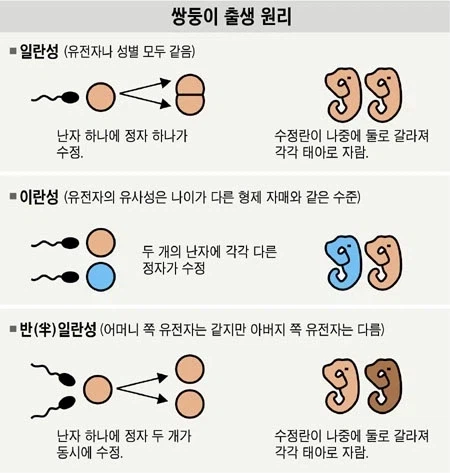 되게 드물다는 쌍둥이 출생 원리_1.webp