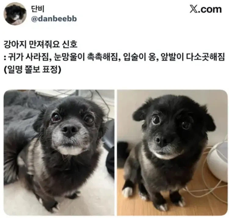 강아지 만져줘요 신호.jpg_1.webp