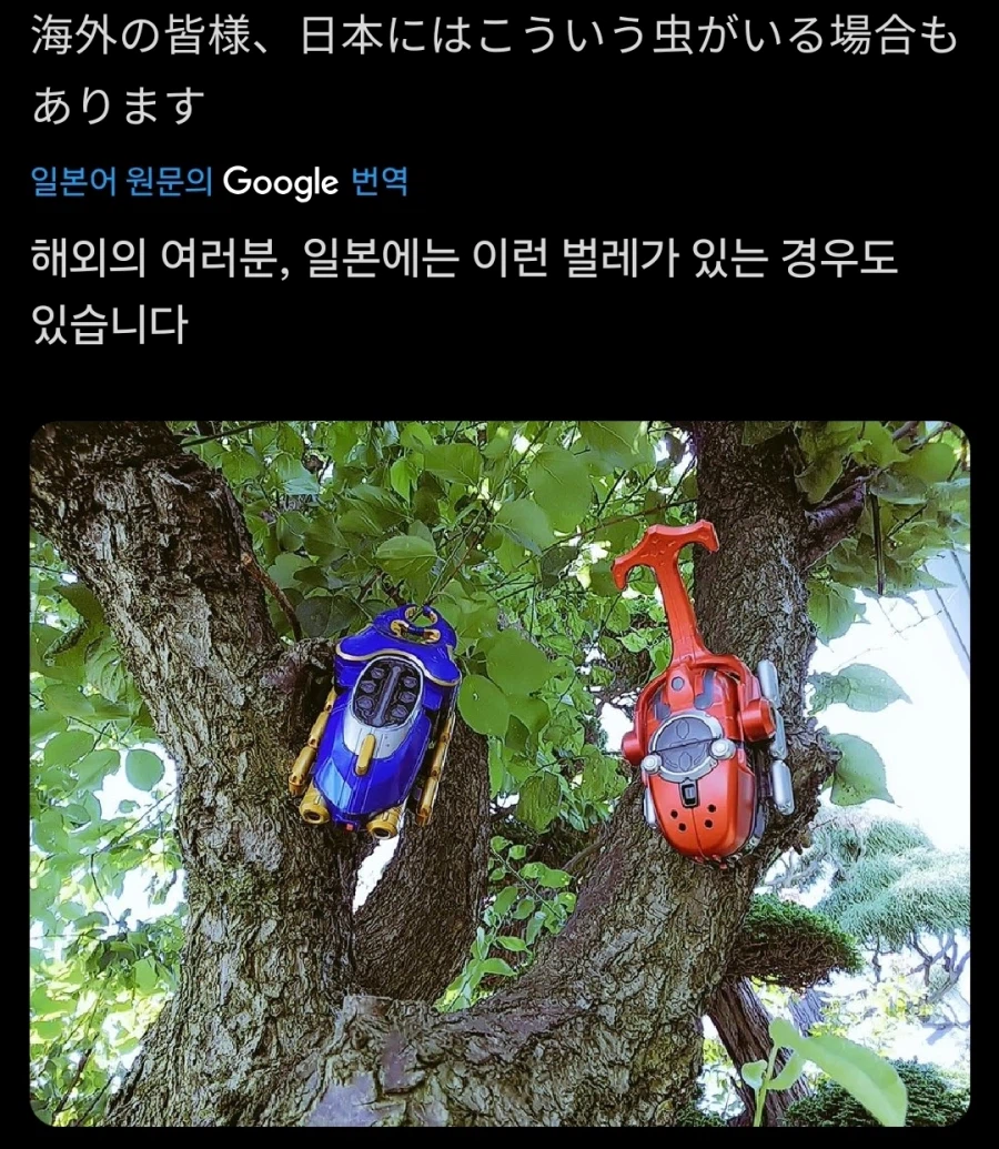 일본에서만 발견되는 초레어풍뎅이_1.webp