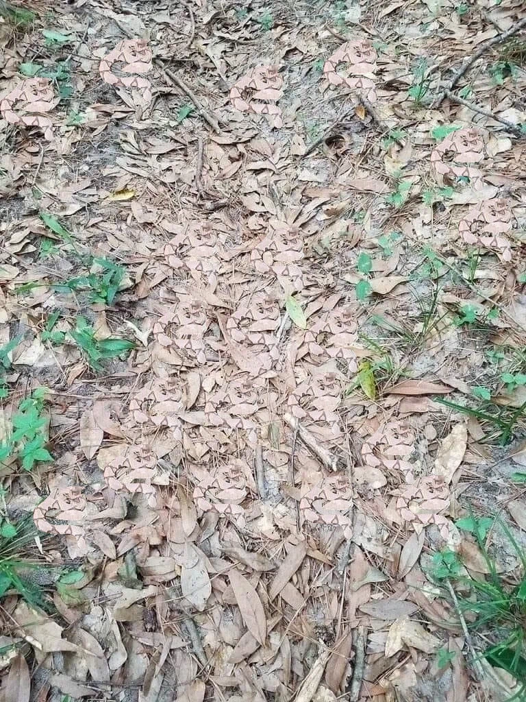 사람들이 뱀에 물리는 이유_1.webp