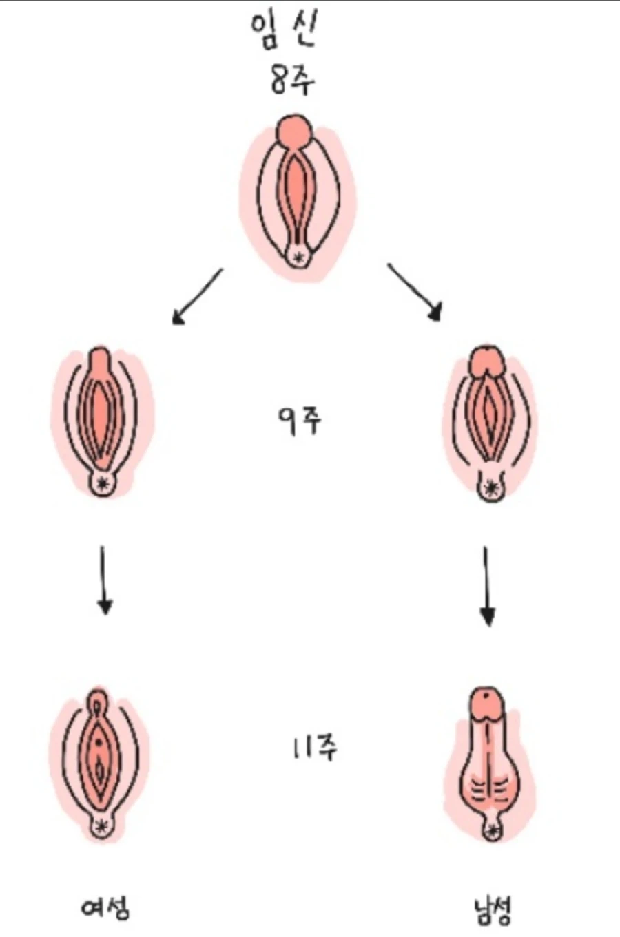 임신중 성별이 결정되는 시기_1.webp