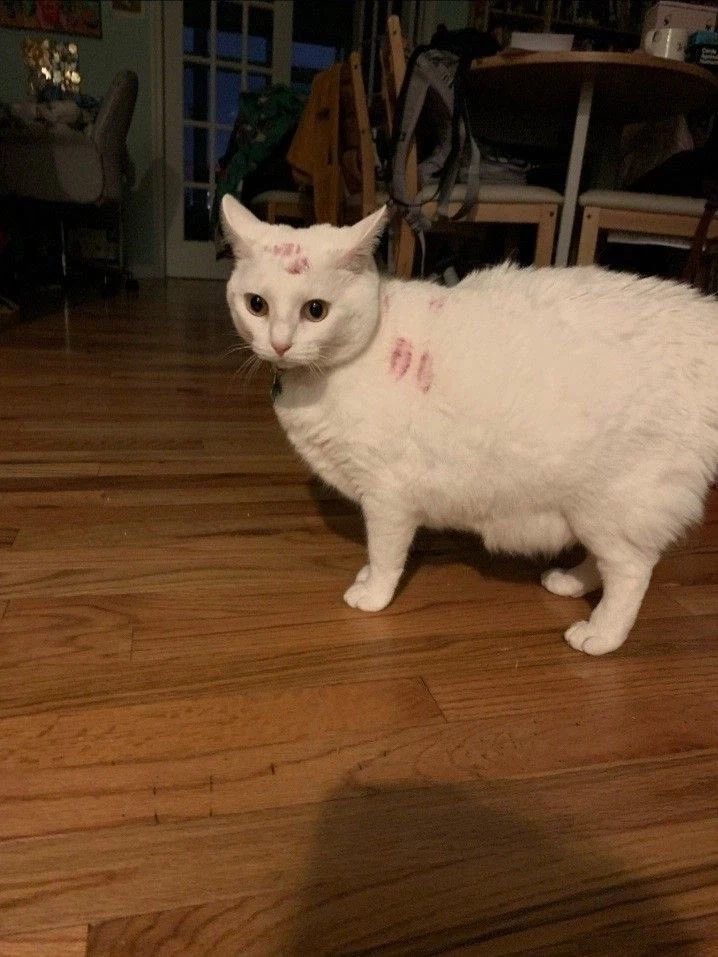 술 취한 주인으로부터 겨우 탈출한 고양이 _1.webp