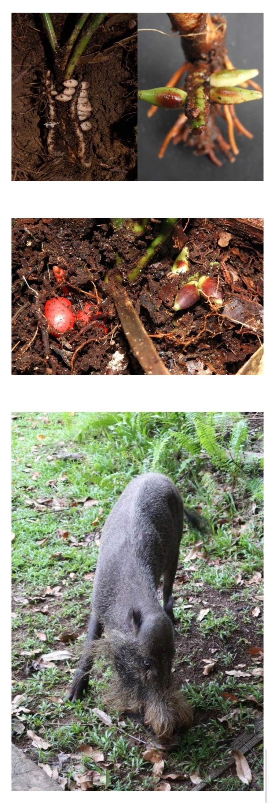 땅 속에서 꽃과 열매가 열린다는 신비한 식물 jpg._1.webp